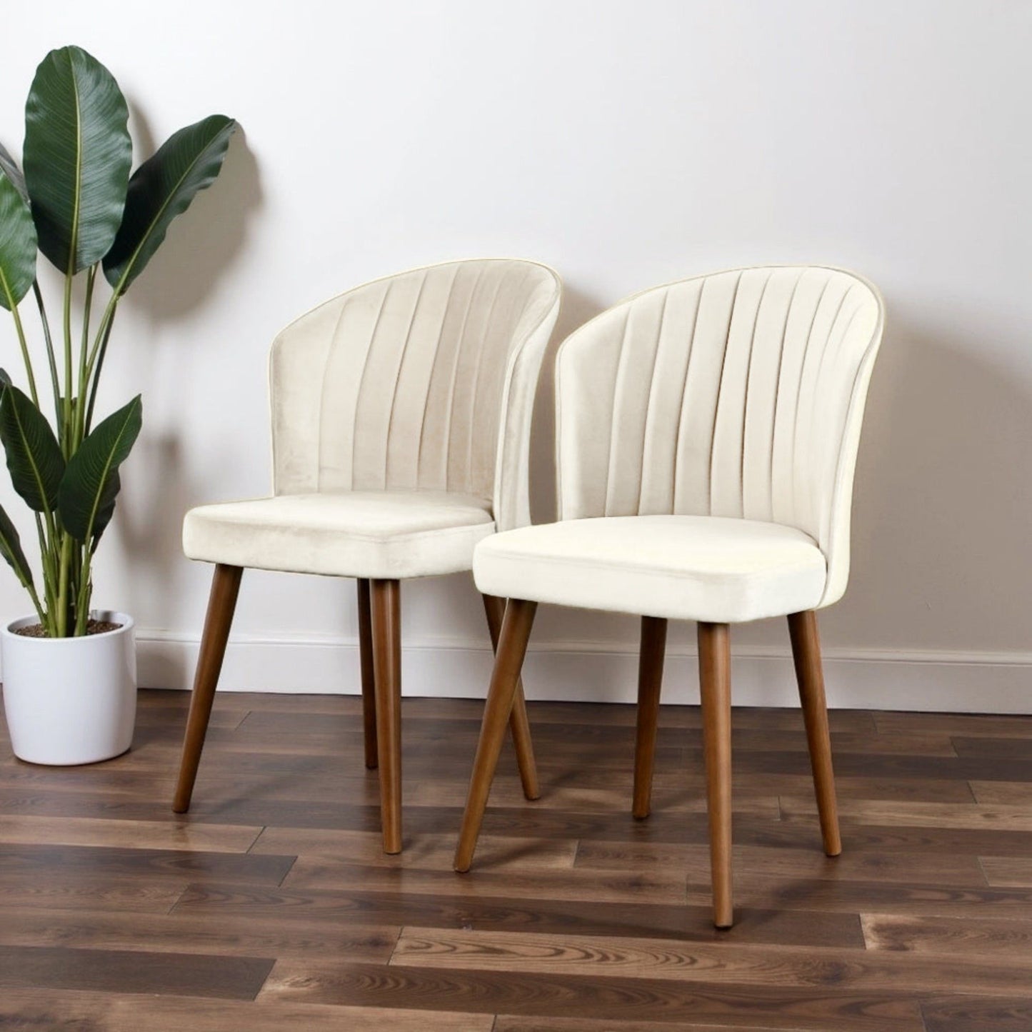 A set of two cream-colored Parsons Comfortable Dining Chairs with wooden legs sit side by side on a wooden floor next to a green potted plant, against a white wall.