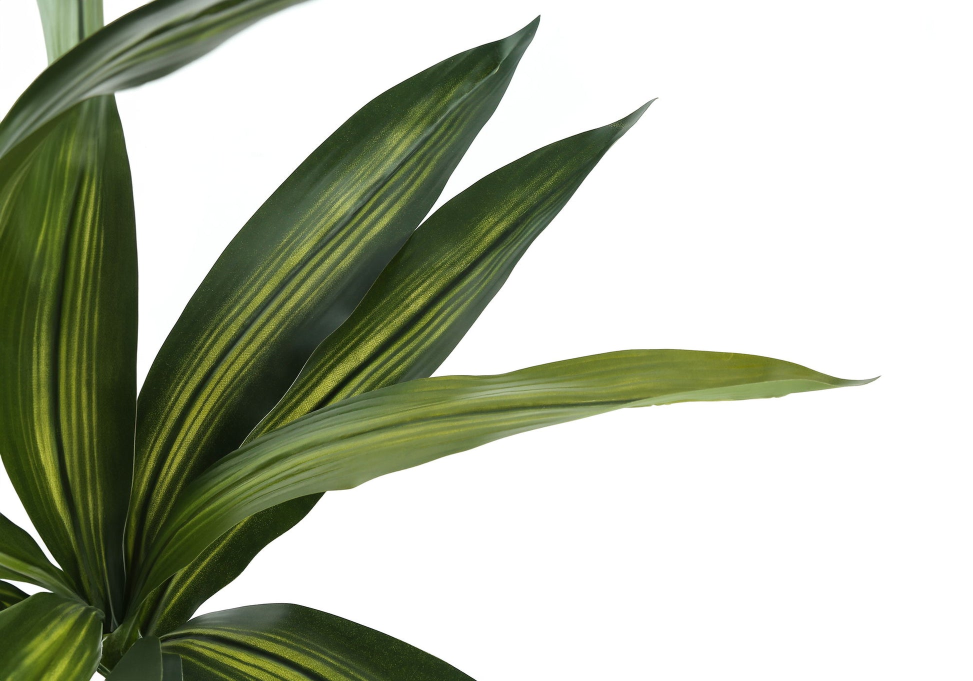 Close-up of green leaves with light yellow stripes from the 51" Tall Artificial Dracaena Tree, a decorative indoor faux plant with real-touch greenery in a black pot, set against a plain white background.
