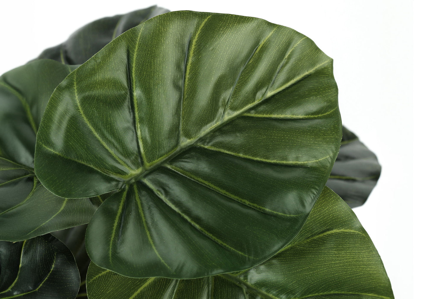 Close-up of the 24" tall artificial Alocasia plant's large, glossy dark green leaves with prominent veins, overlapping each other. This real touch faux potted greenery is perfect for indoor decorative use on tables.