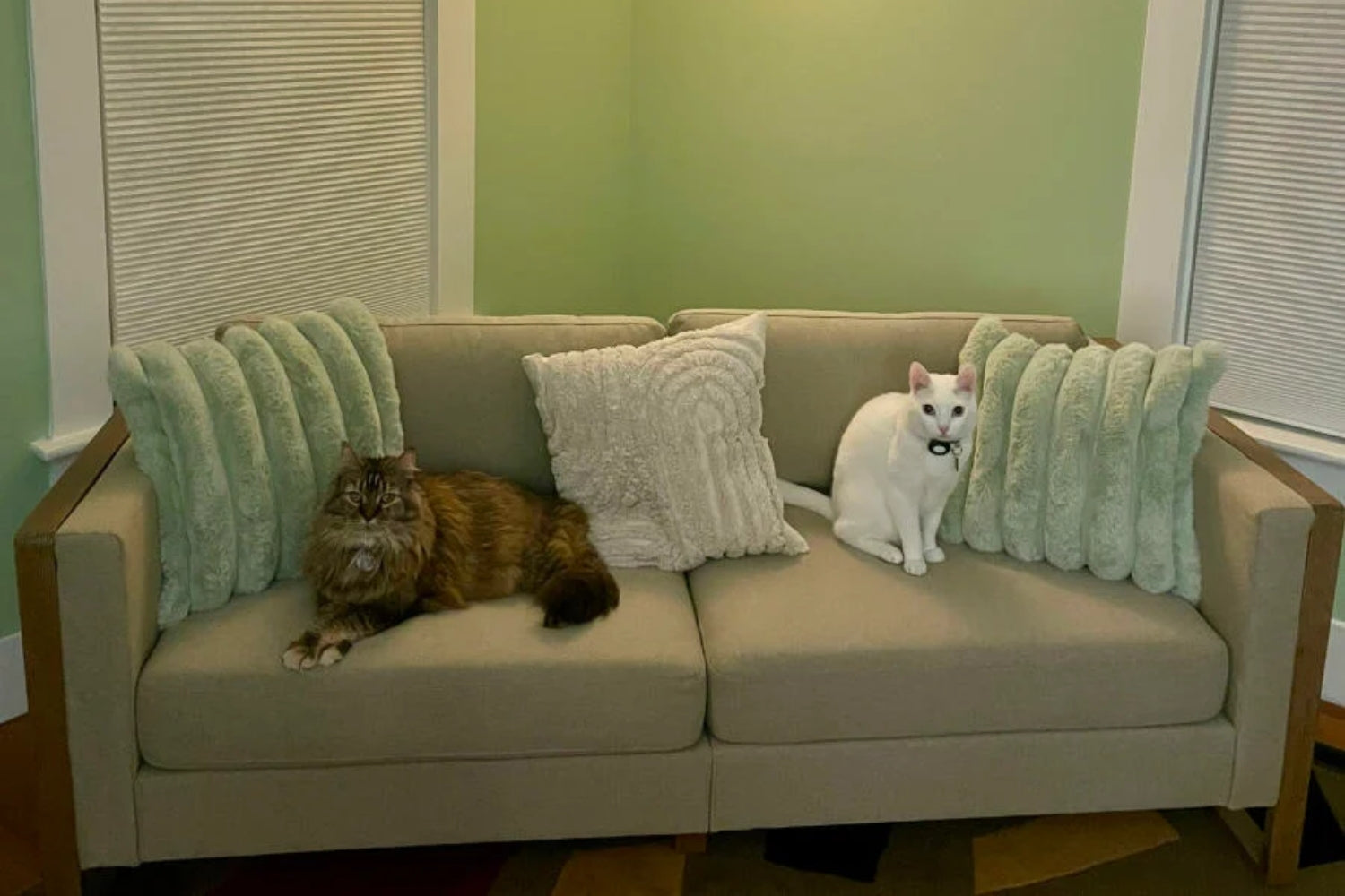 A fluffy brown cat and a white cat with a collar are sitting on a beige sofa. The sofa is adorned with textured green and white cushions and is set against a light green wall with windows on either side.