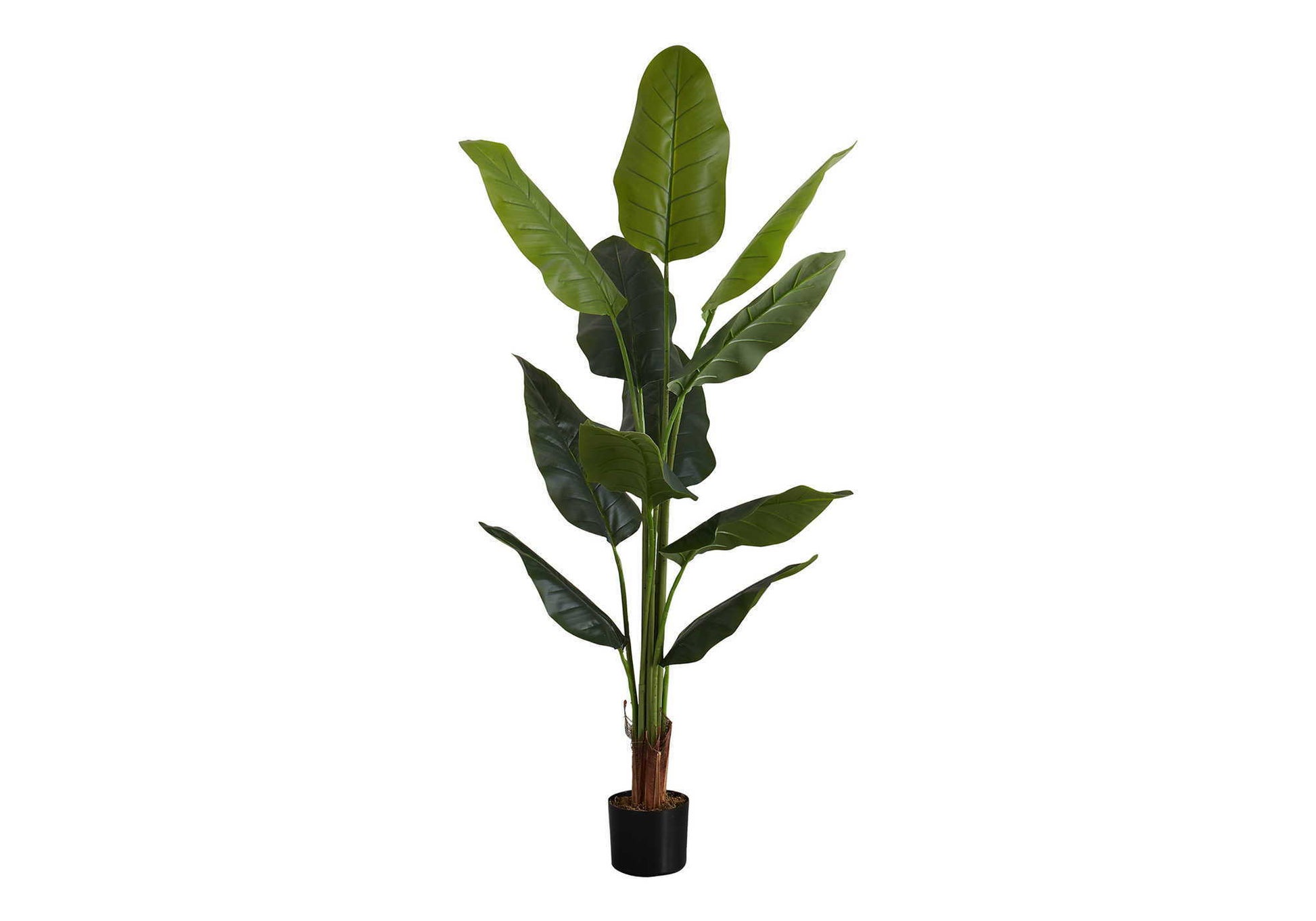 The 59" tall artificial Strelitzia tree features real touch, glossy green leaves in a small black pot, perfect as decorative indoor faux greenery and shown against a white background.