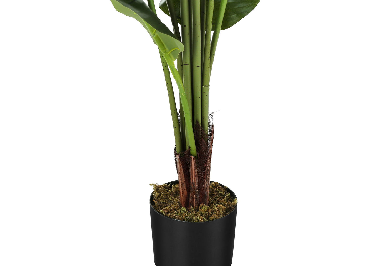 A close-up of the 59" Tall Artificial Strelitzia Tree, featuring realistic green stems with brown sheaths in mossy soil, potted in black, perfect for indoor decorative use against a white background.